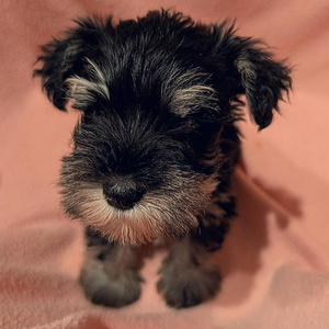 Dark Schnauzer with light eyebrows and beard