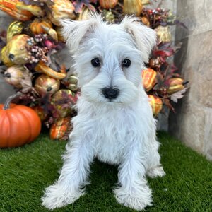 White-coated Schnauzer sitting on grass