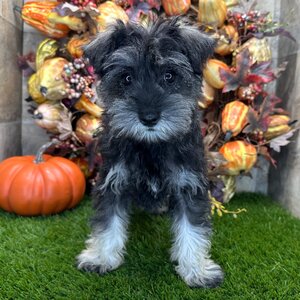 Dark Schnauzer with lighter beard and legs